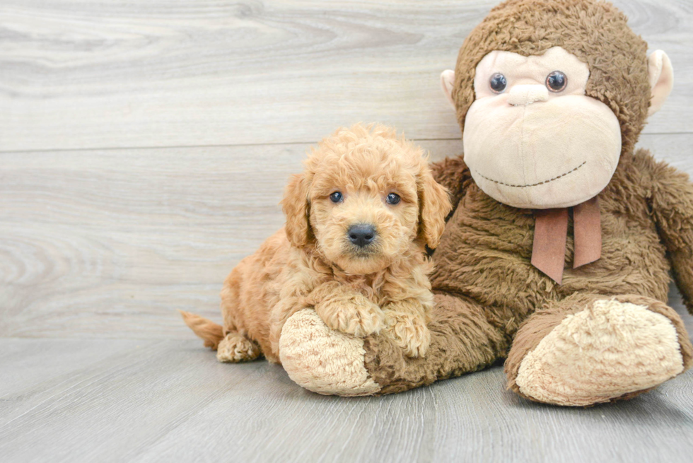 Mini Goldendoodle Pup Being Cute
