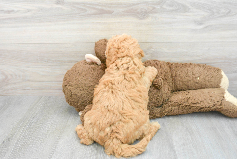 Small Mini Goldendoodle Baby