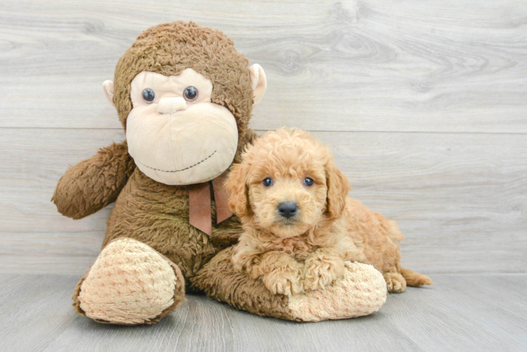 Smart Mini Goldendoodle Poodle Mix Pup