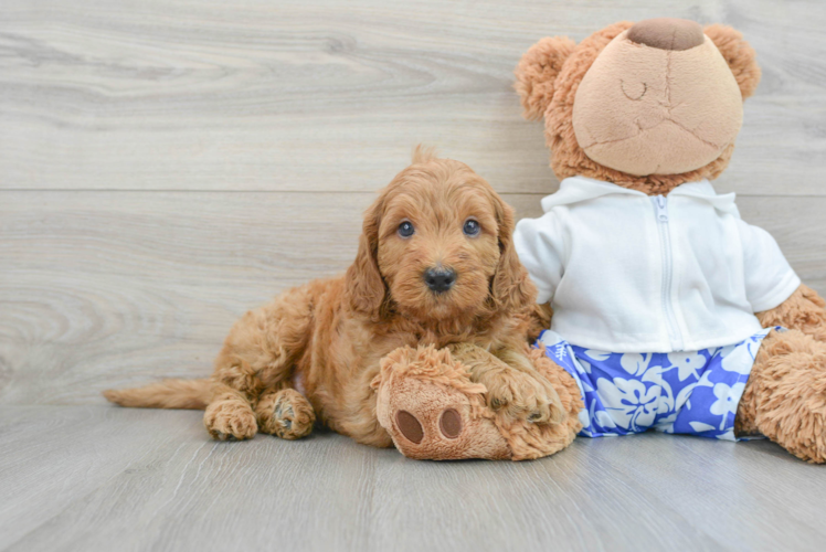 Friendly Mini Goldendoodle Baby