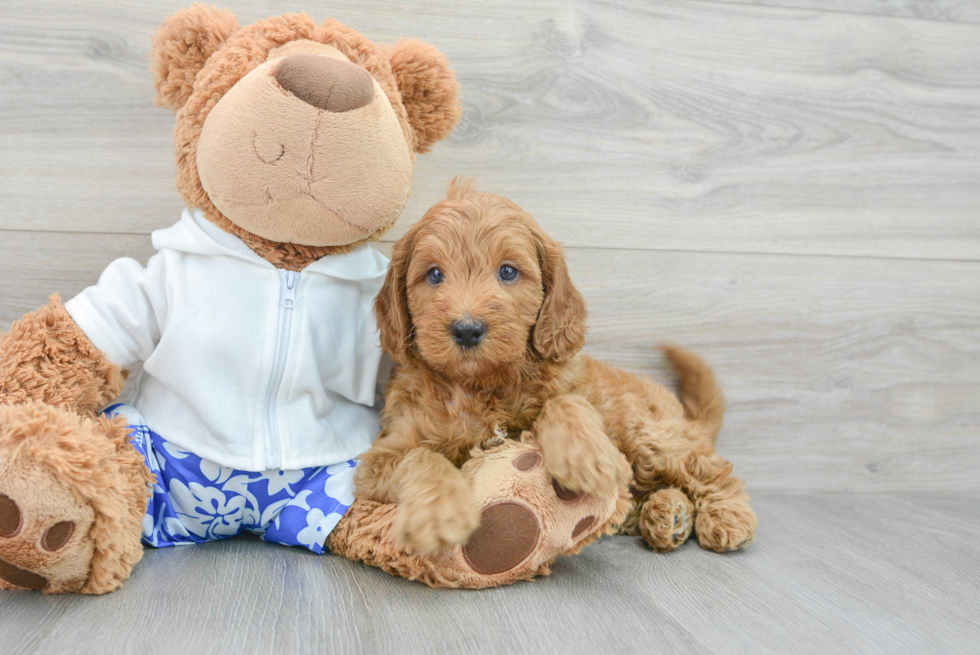 Mini Goldendoodle Puppy for Adoption