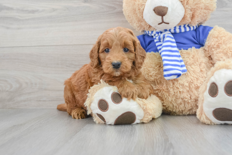 Best Mini Goldendoodle Baby