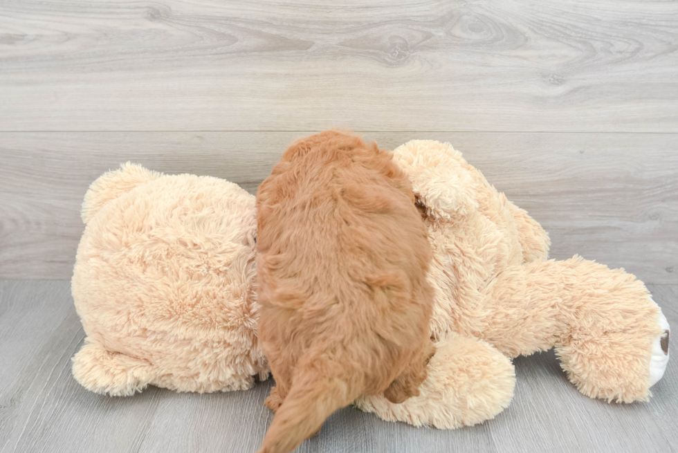 Mini Goldendoodle Pup Being Cute