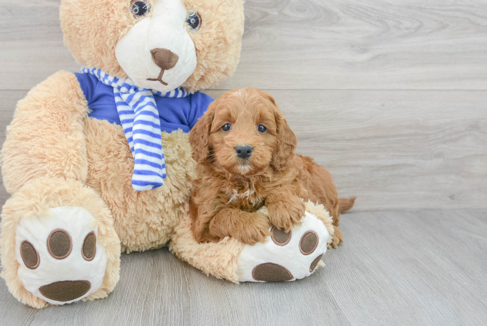 Mini Goldendoodle Puppy for Adoption