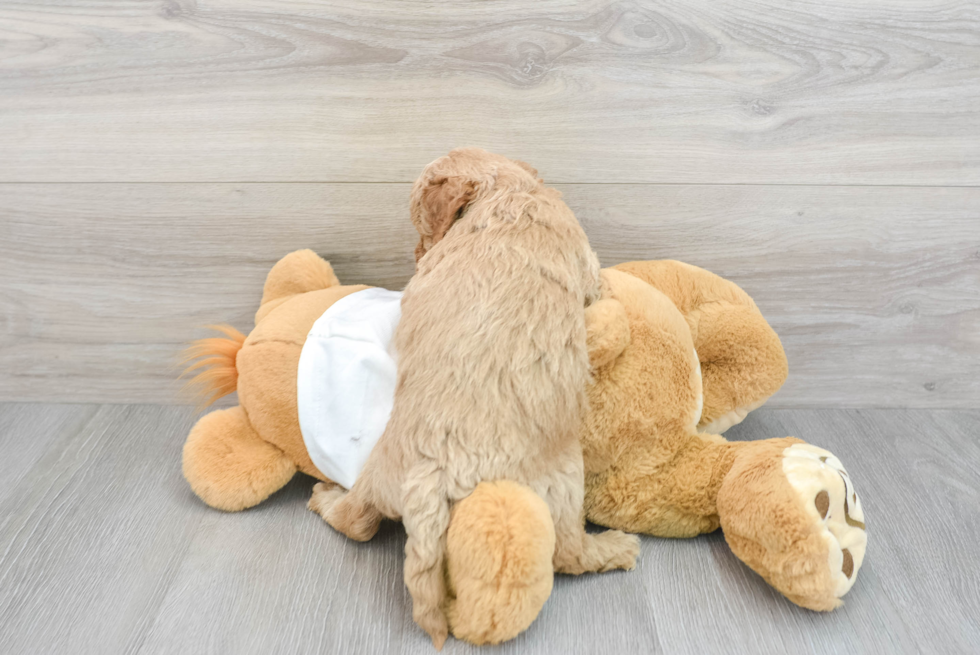 Mini Goldendoodle Pup Being Cute