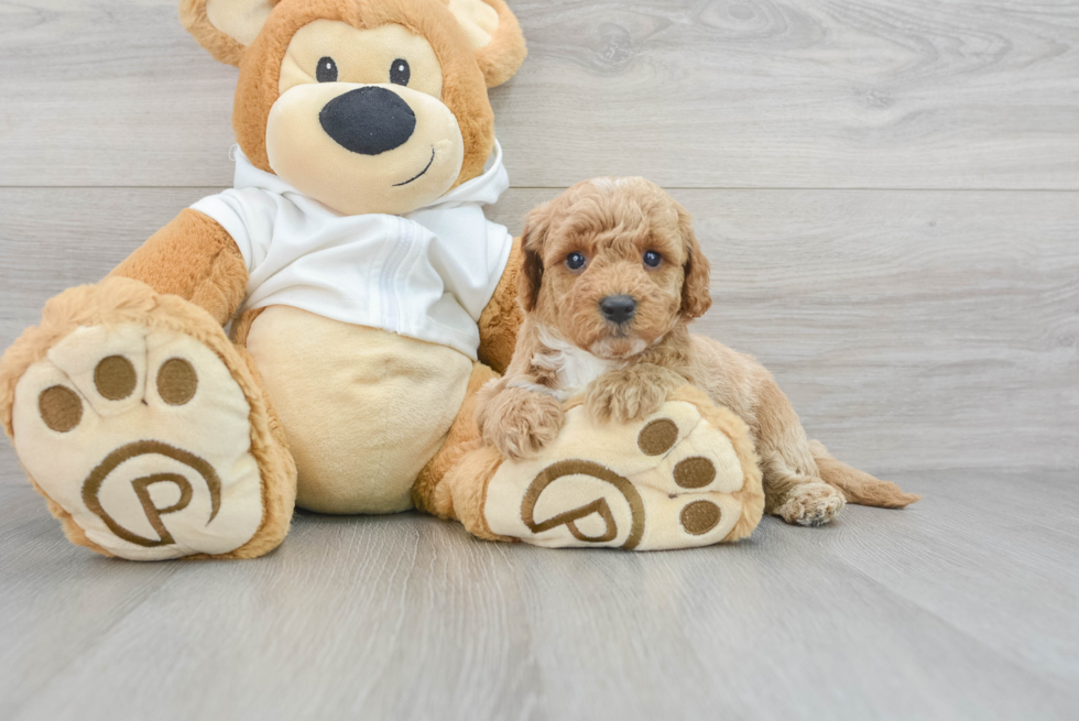 Best Mini Goldendoodle Baby