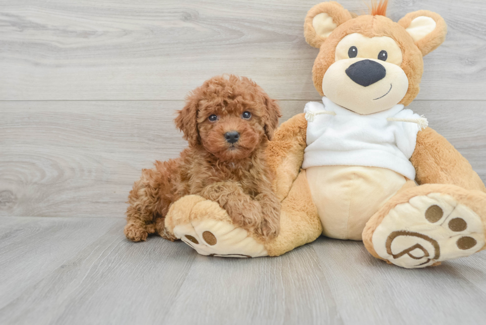 Happy Mini Goldendoodle Baby