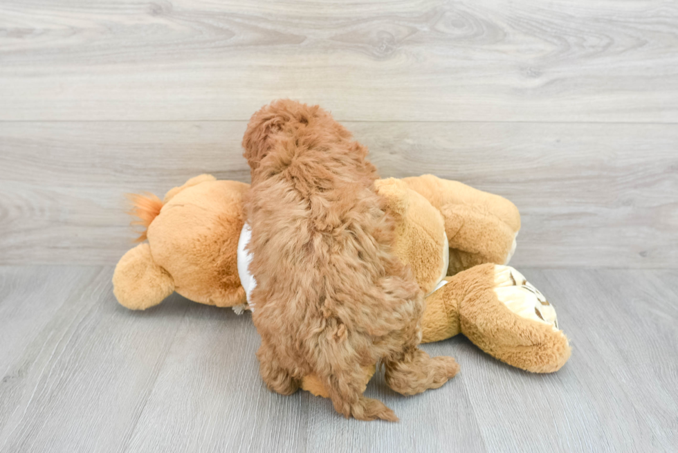 Best Mini Goldendoodle Baby