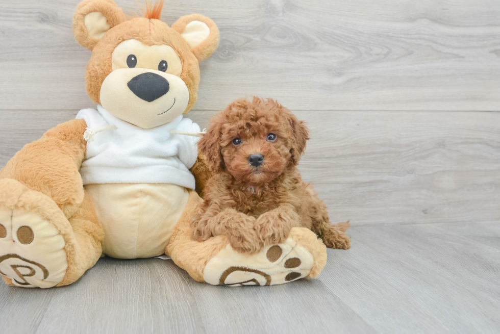 Hypoallergenic Golden Retriever Poodle Mix Puppy