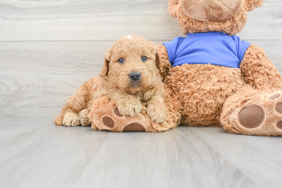 Popular Mini Goldendoodle Poodle Mix Pup