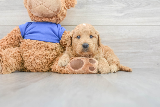 Mini Goldendoodle Puppy for Adoption