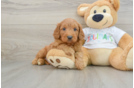 Mini Goldendoodle Puppy for Adoption