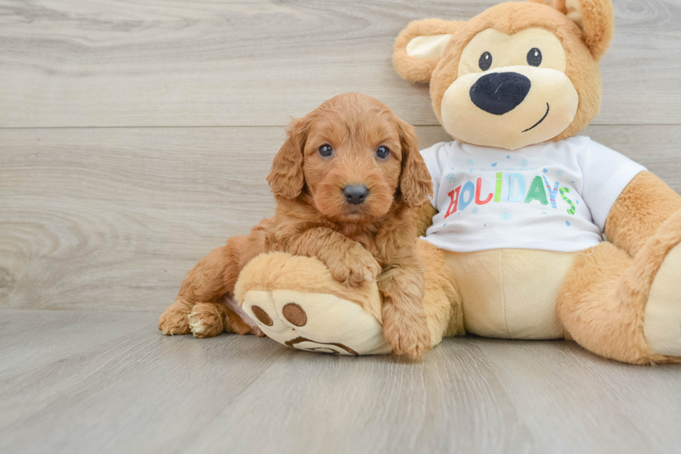 Mini Goldendoodle Puppy for Adoption