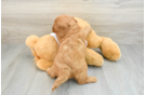 Mini Goldendoodle Puppy for Adoption