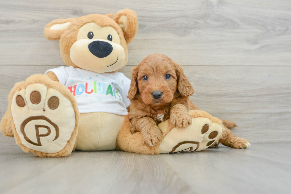 Happy Mini Goldendoodle Baby