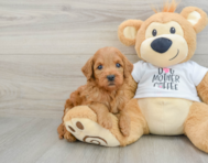 8 week old Mini Goldendoodle Puppy For Sale - Premier Pups