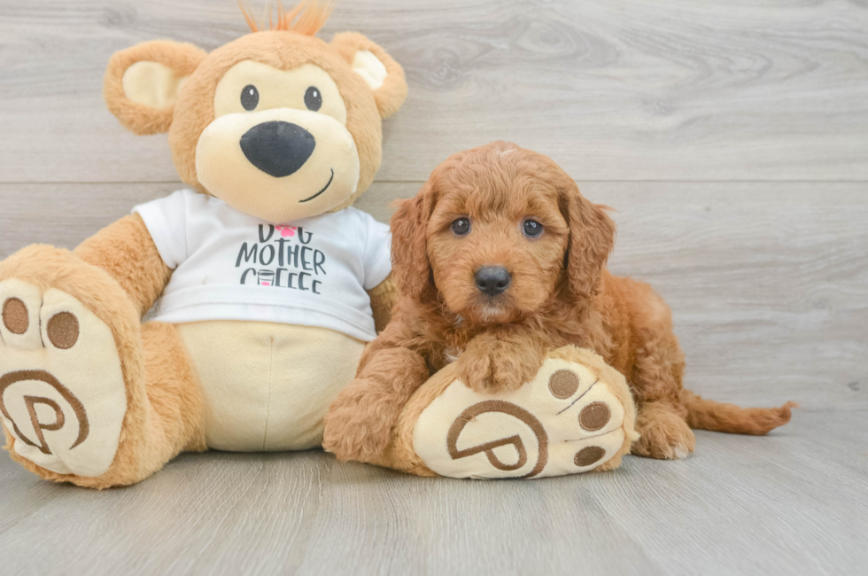 6 week old Mini Goldendoodle Puppy For Sale - Premier Pups