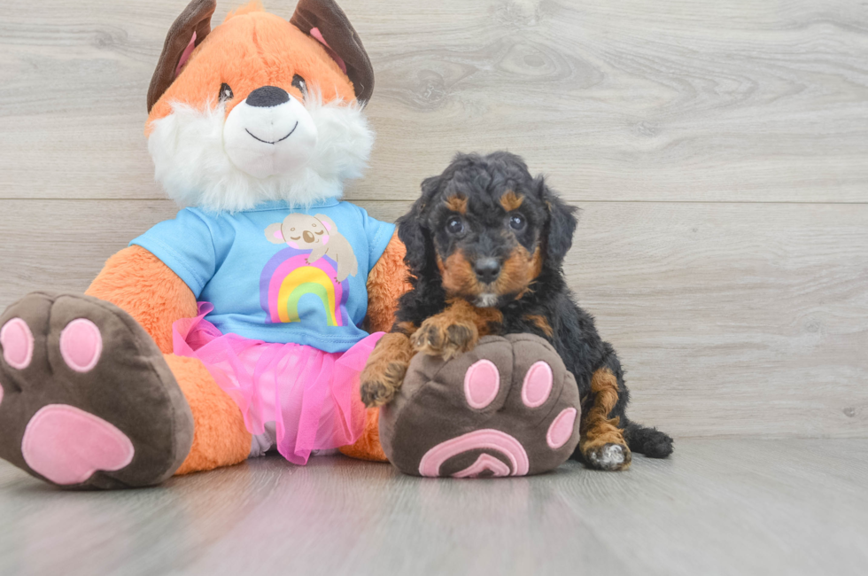5 week old Mini Goldendoodle Puppy For Sale - Premier Pups