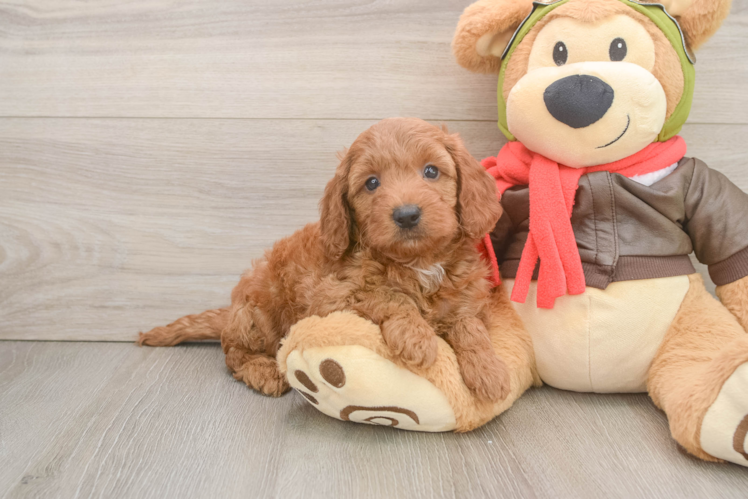 Funny Mini Goldendoodle Poodle Mix Pup