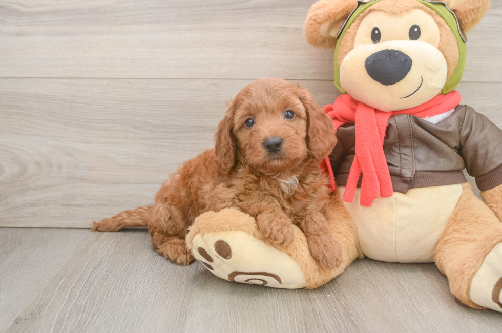 5 week old Mini Goldendoodle Puppy For Sale - Premier Pups