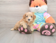 7 week old Mini Goldendoodle Puppy For Sale - Premier Pups