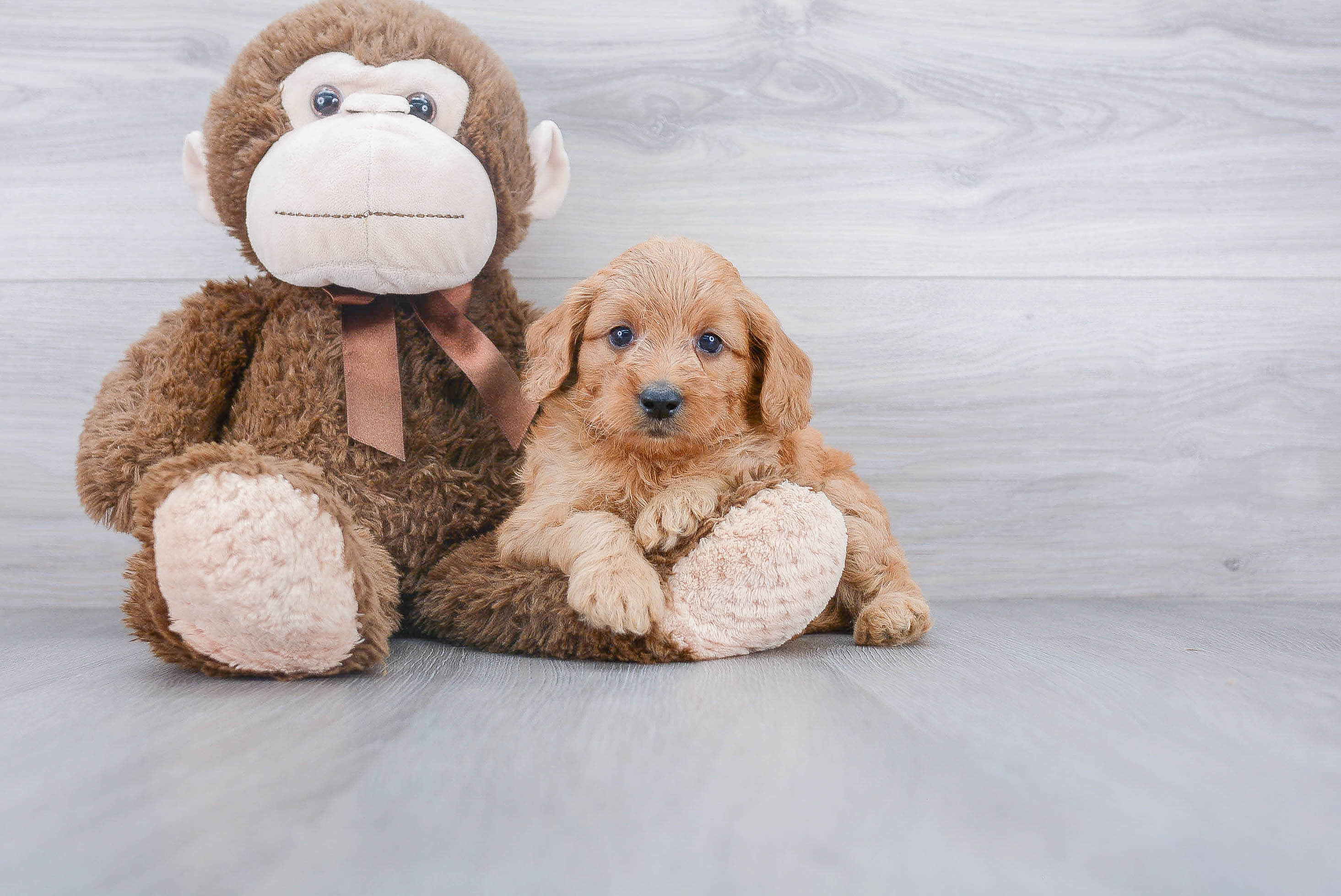 Small Mini Goldendoodle Baby