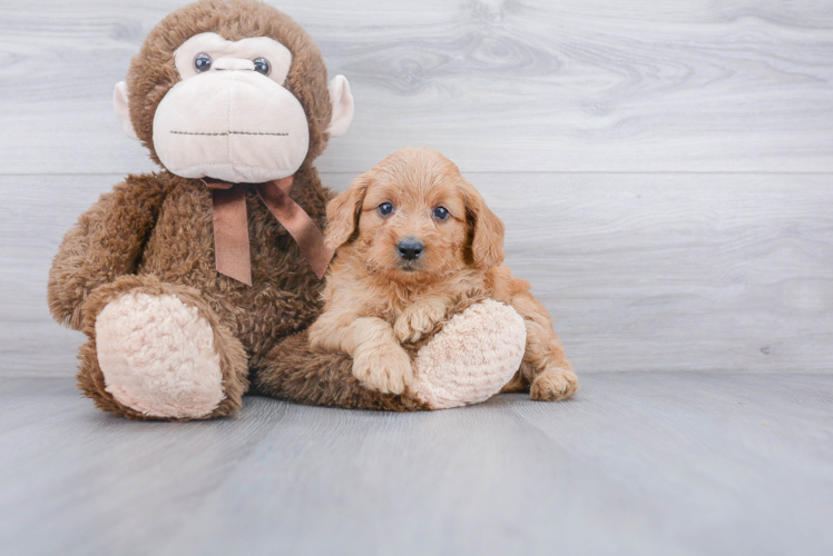 Small Mini Goldendoodle Baby