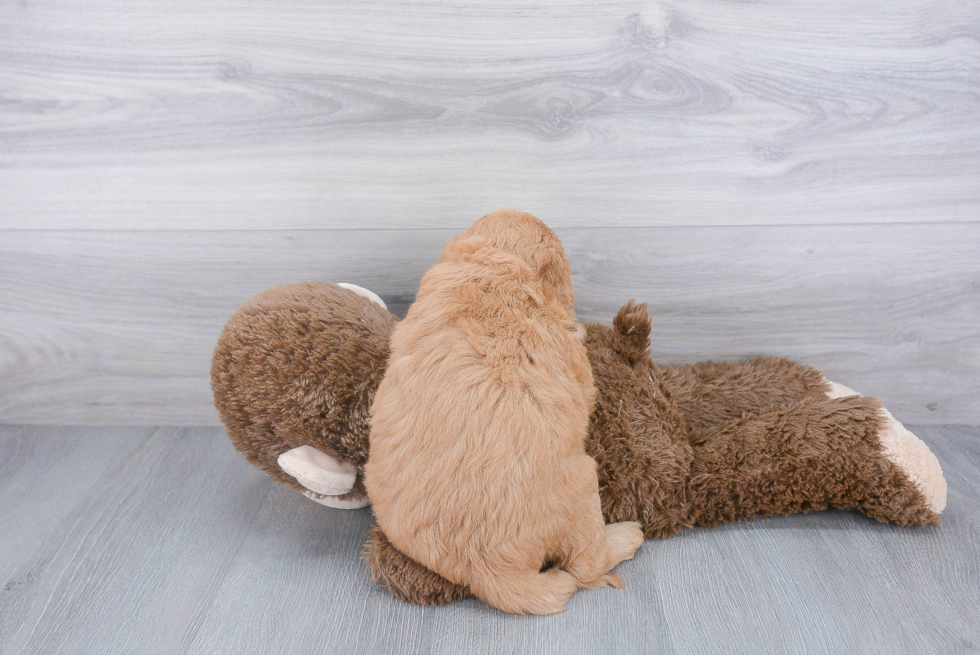 Friendly Mini Goldendoodle Baby