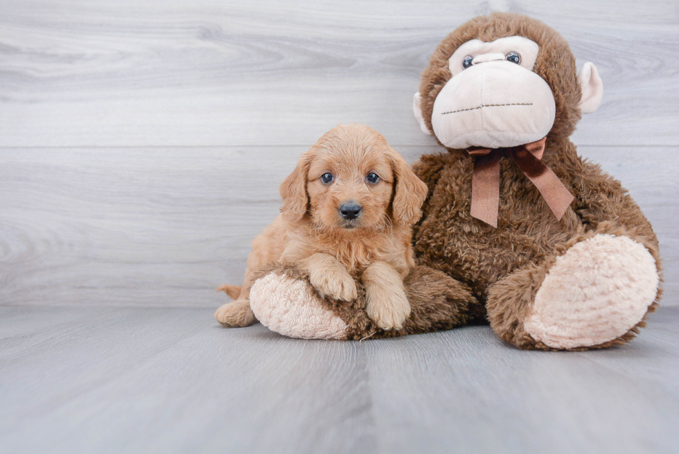 Mini Goldendoodle Puppy for Adoption