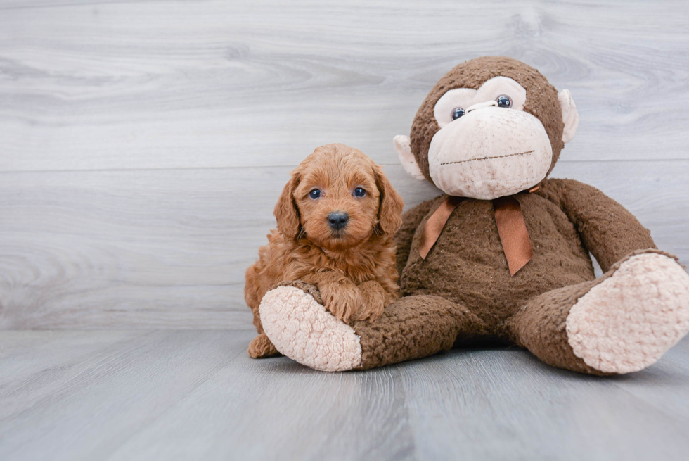 Best Mini Goldendoodle Baby