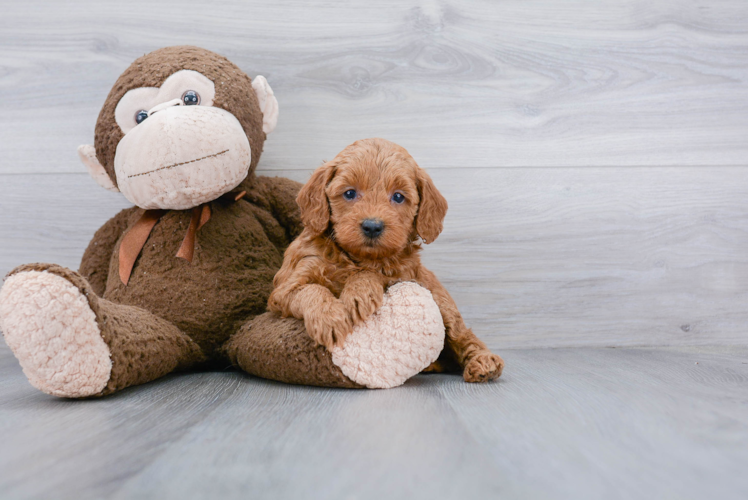 Cute Mini Goldendoodle Baby