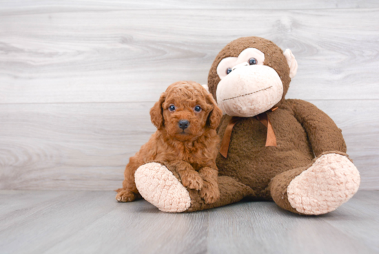 Smart Mini Goldendoodle Poodle Mix Pup