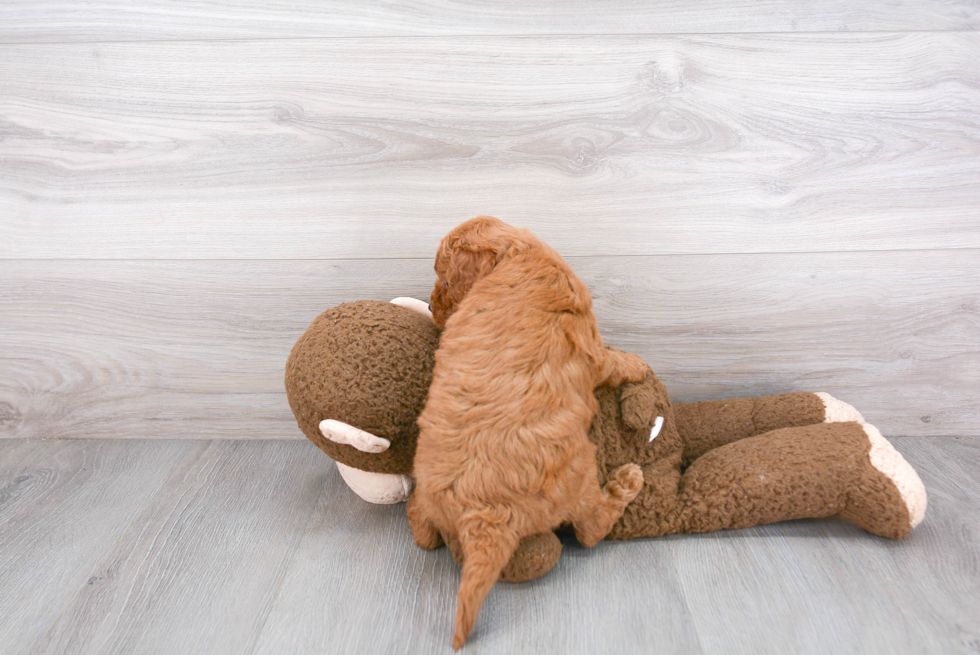 Mini Goldendoodle Pup Being Cute