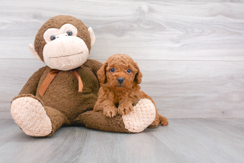 Mini Goldendoodle Pup Being Cute