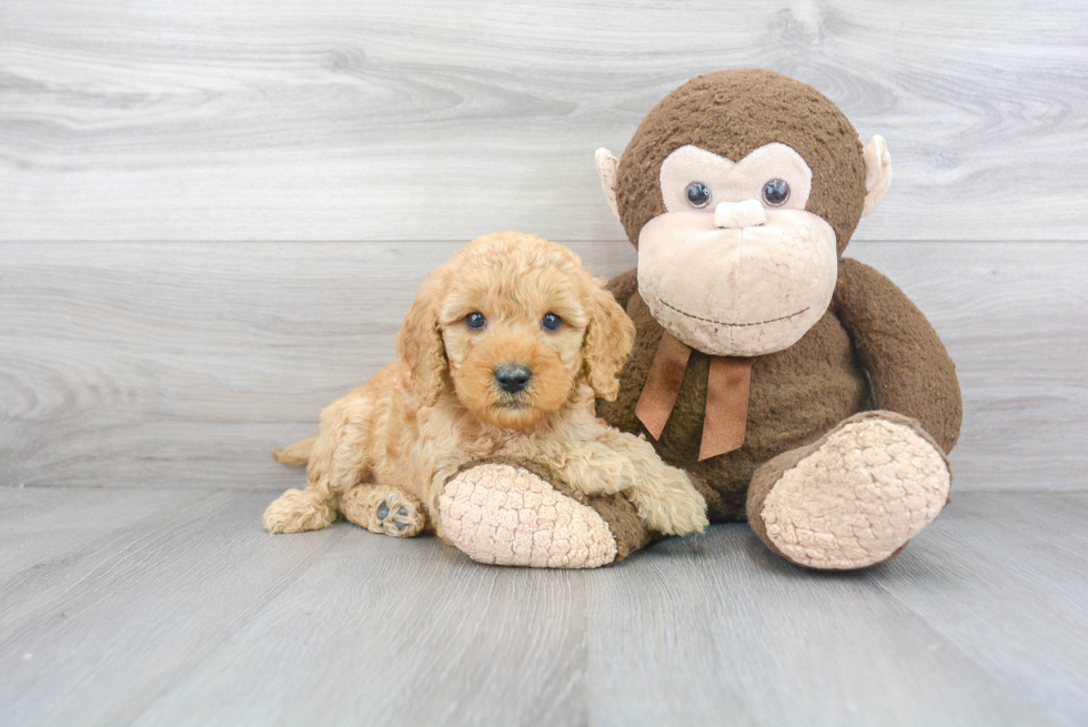 Fluffy Mini Goldendoodle Poodle Mix Pup