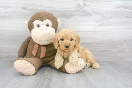 Mini Goldendoodle Pup Being Cute