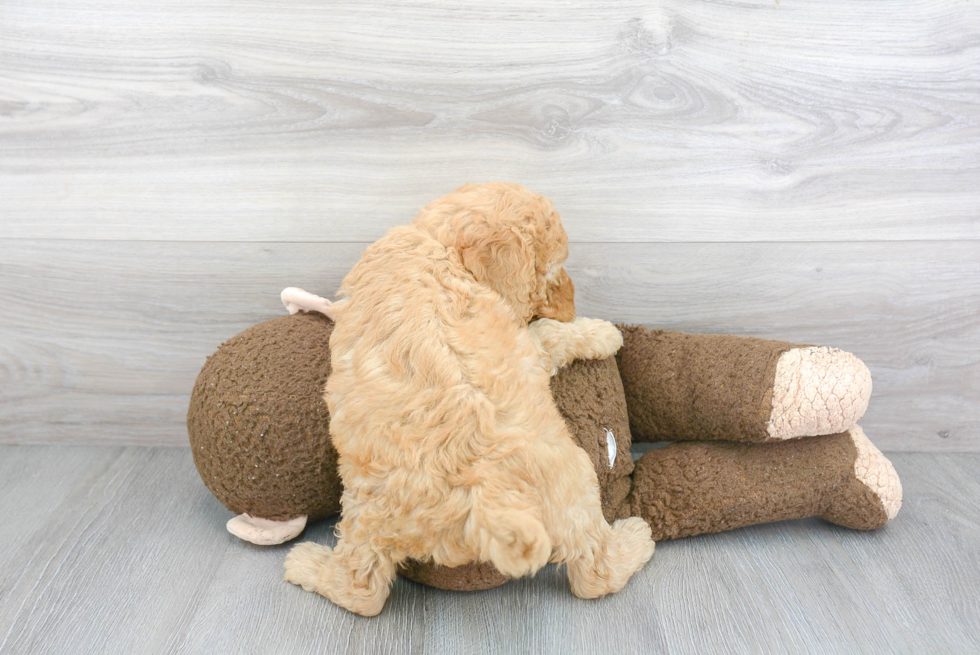 Little Golden Retriever Poodle Mix Puppy