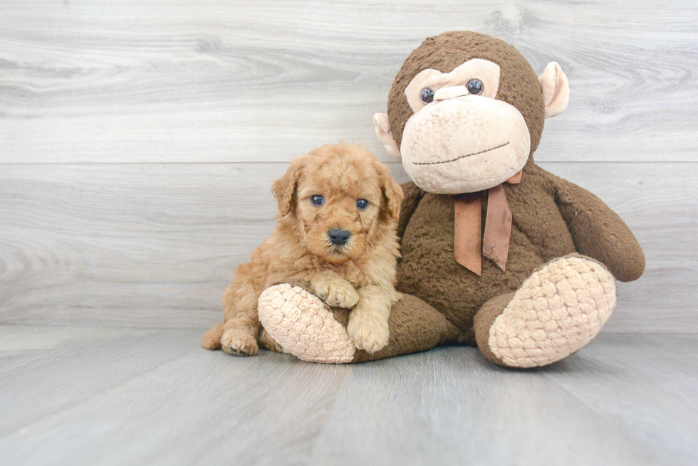 Best Mini Goldendoodle Baby