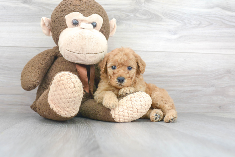 Best Mini Goldendoodle Baby