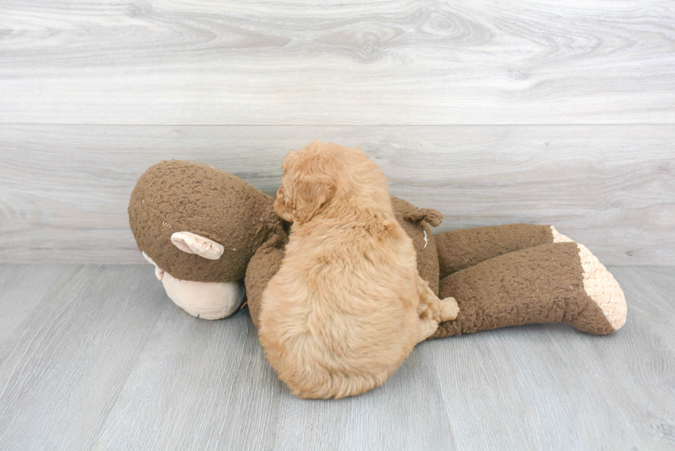 Smart Mini Goldendoodle Poodle Mix Pup