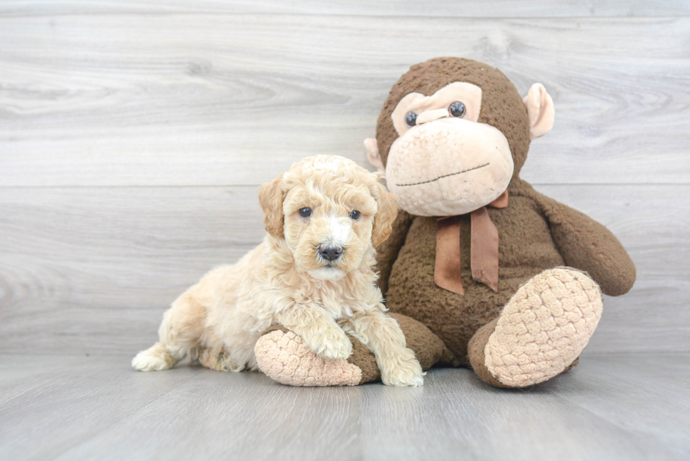 Funny Mini Goldendoodle Poodle Mix Pup