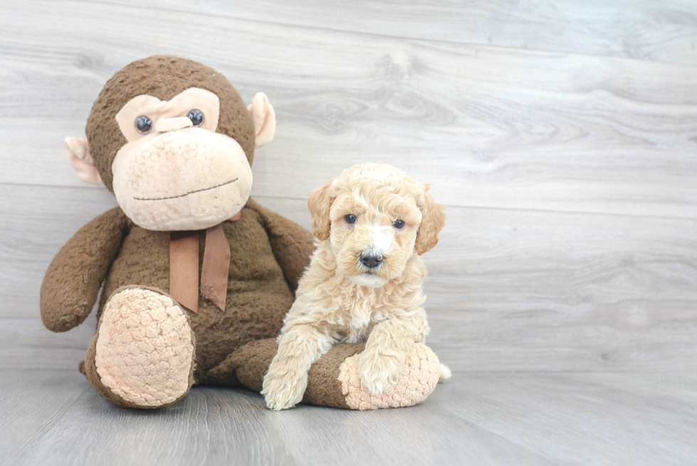 Energetic Golden Retriever Poodle Mix Puppy