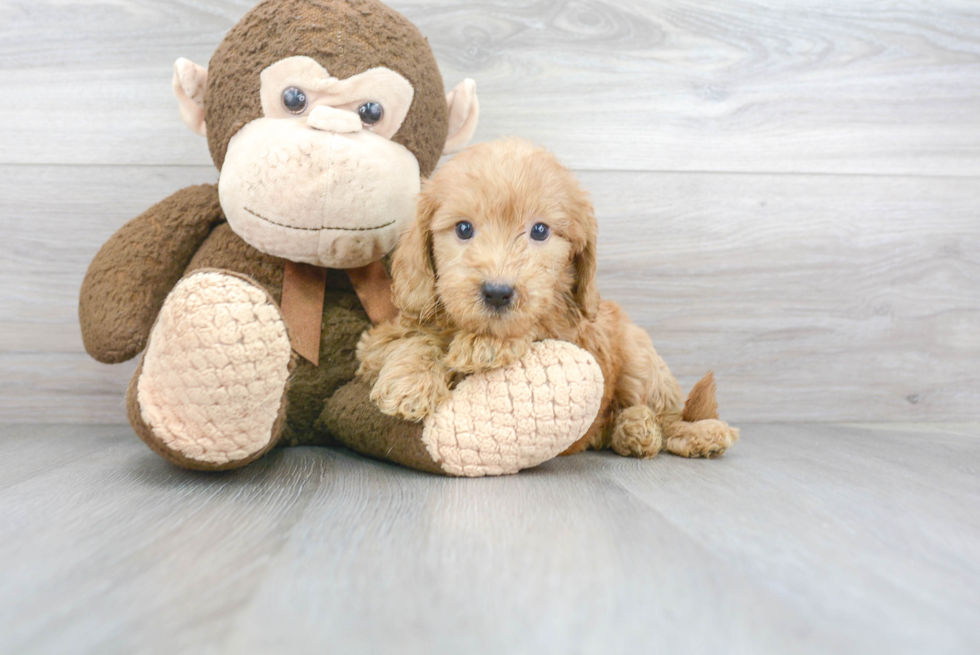 Mini Goldendoodle Puppy for Adoption