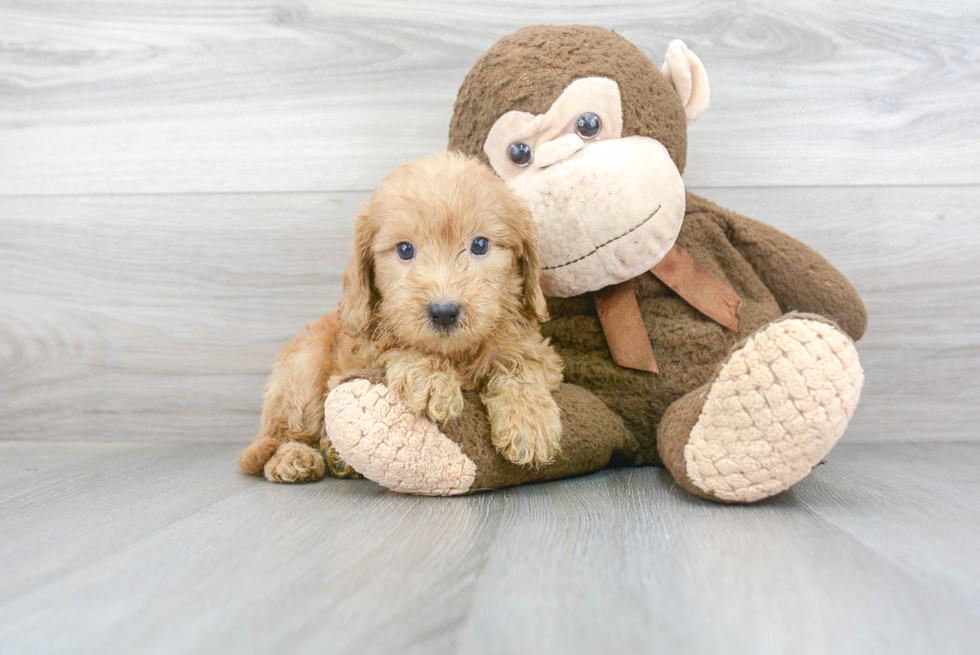 Best Mini Goldendoodle Baby