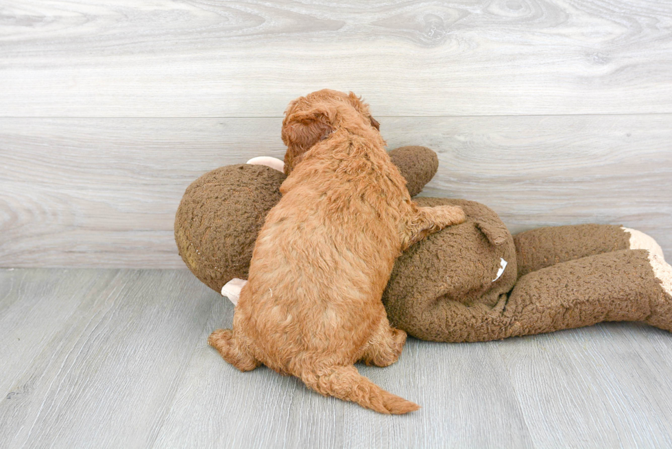 Friendly Mini Goldendoodle Baby