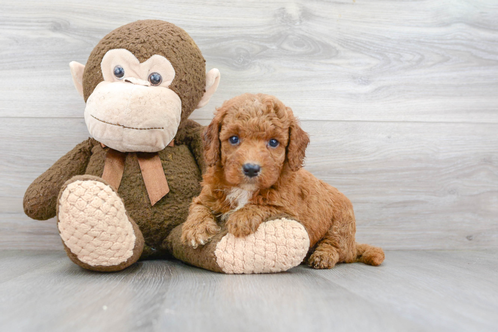 Fluffy Mini Goldendoodle Poodle Mix Pup