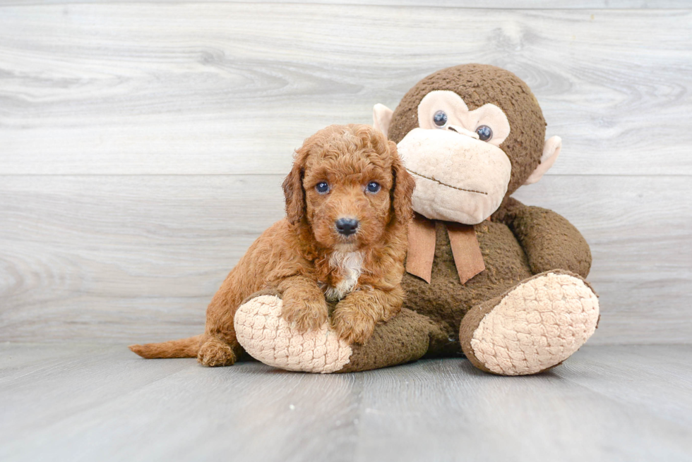 Mini Goldendoodle Puppy for Adoption