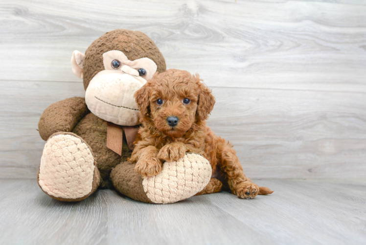 Petite Mini Goldendoodle Poodle Mix Pup