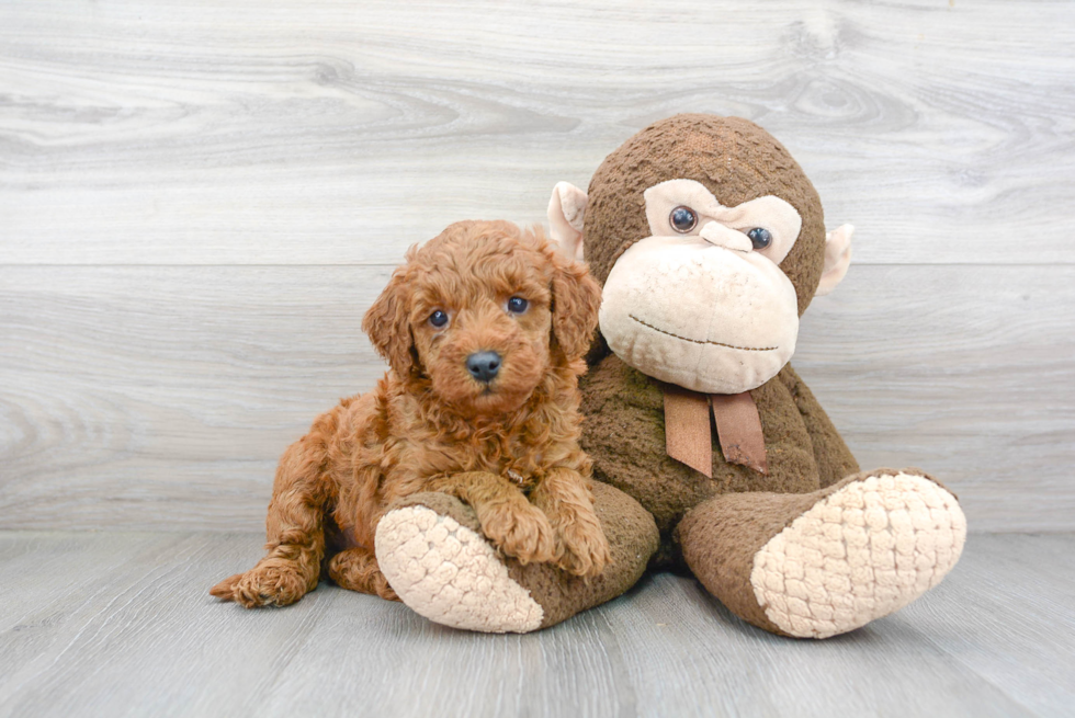 Little Golden Retriever Poodle Mix Puppy