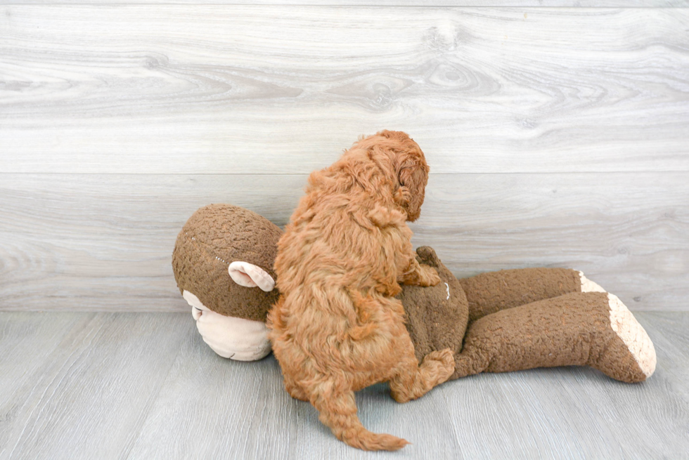 Fluffy Mini Goldendoodle Poodle Mix Pup